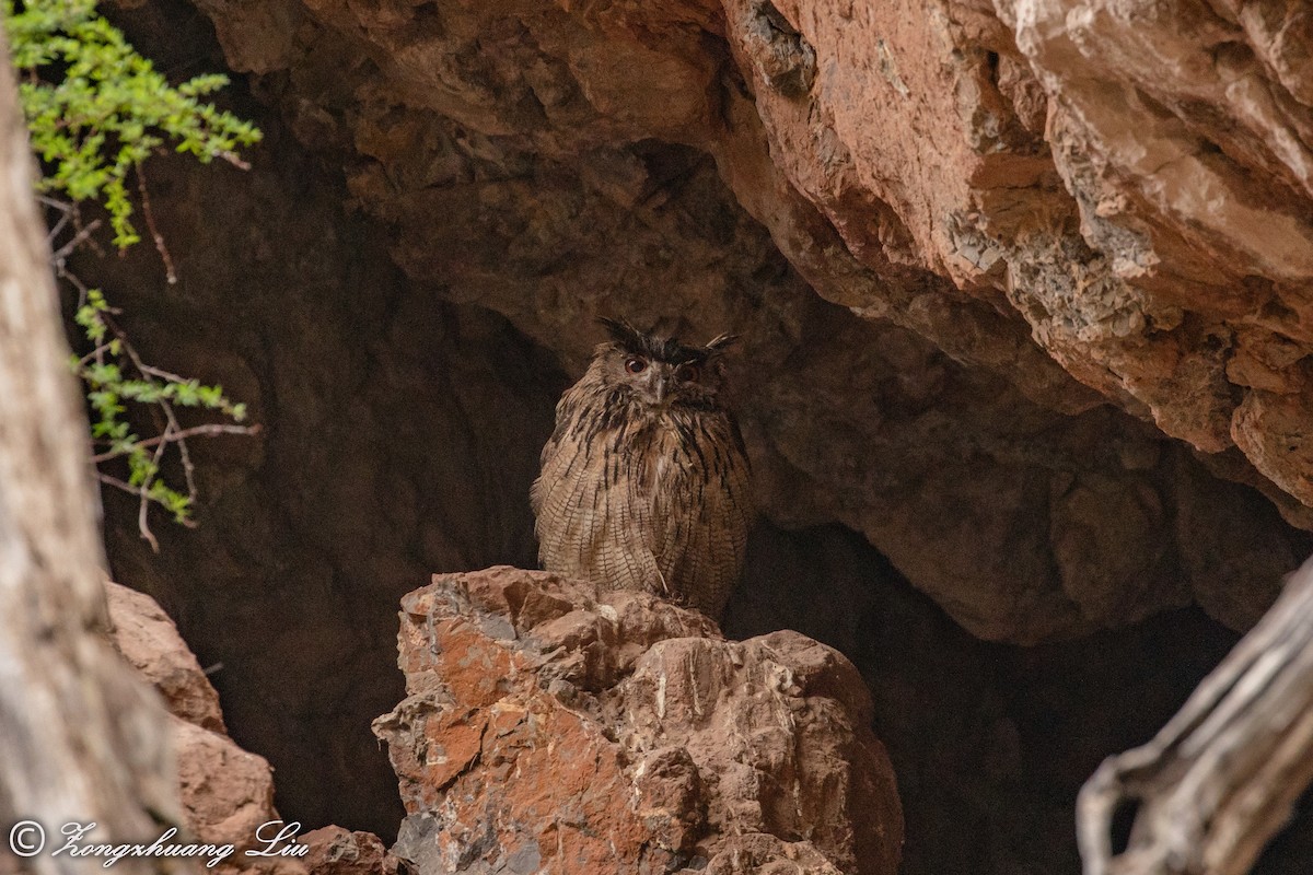 Eurasian Eagle-Owl - ML614563374