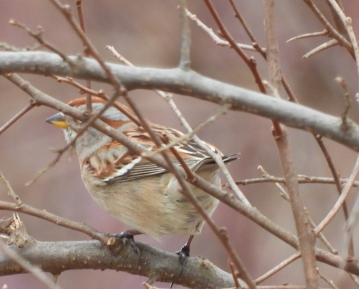 American Tree Sparrow - ML614563535