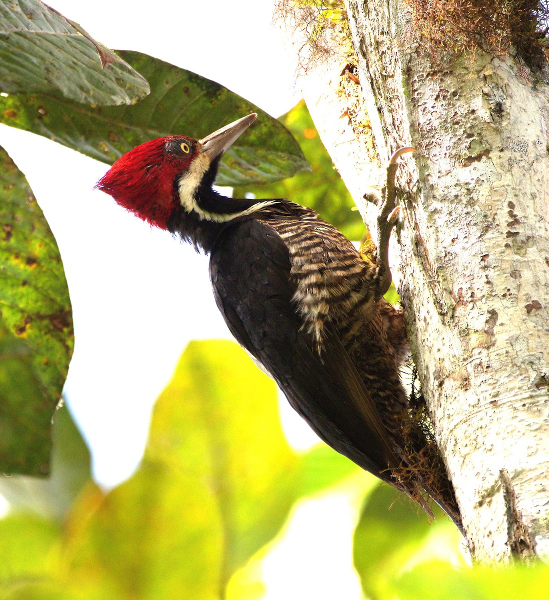 Powerful Woodpecker - ML614563557