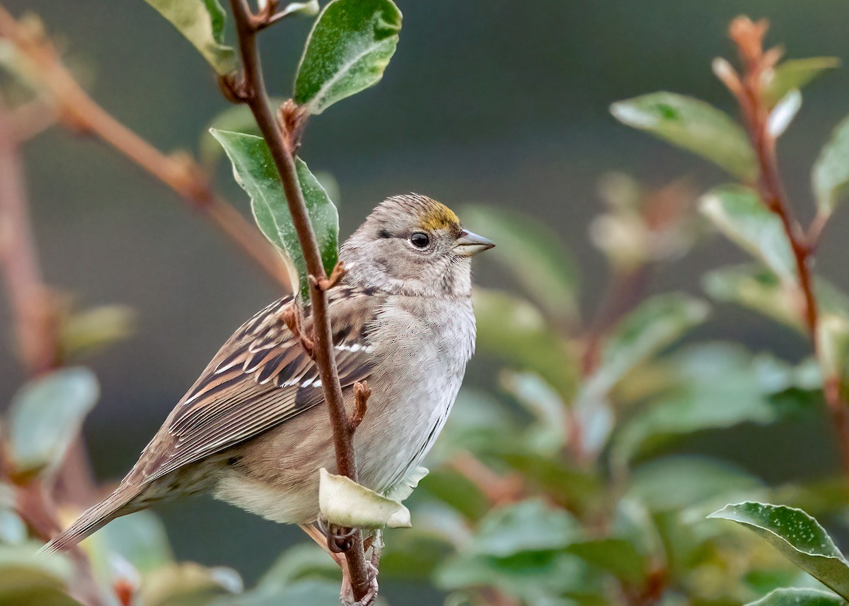 Golden-crowned Sparrow - ML614563635