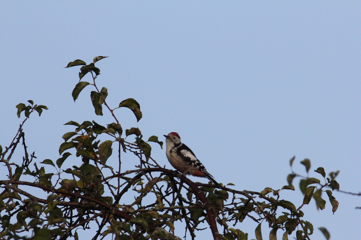 Middle Spotted Woodpecker - ML614563661