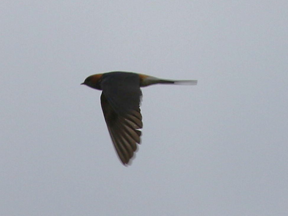 Red-rumped Swallow - ML614563680