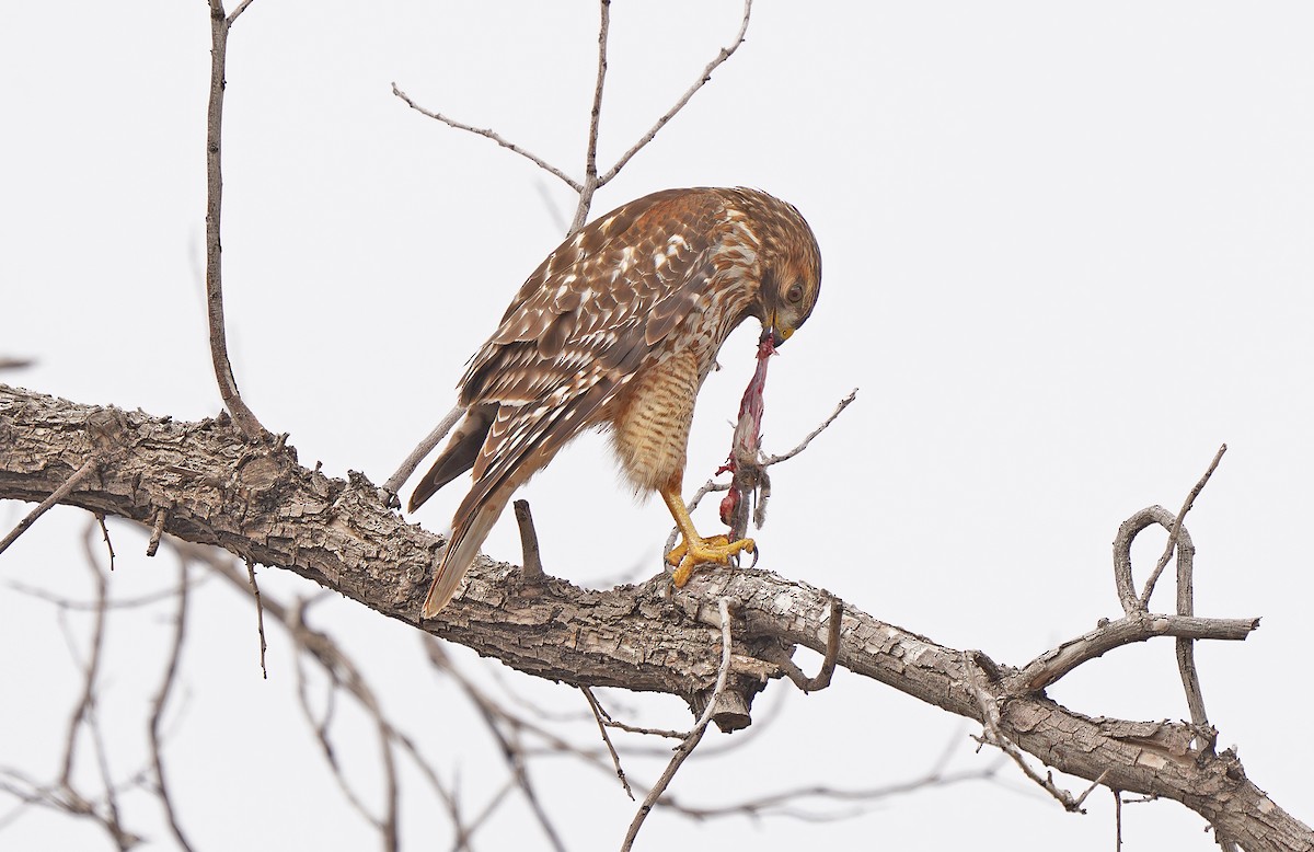 Red-shouldered Hawk - Tim Avery