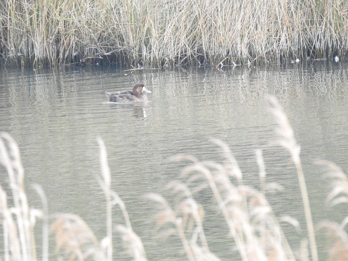 Greater Scaup - ML614563952