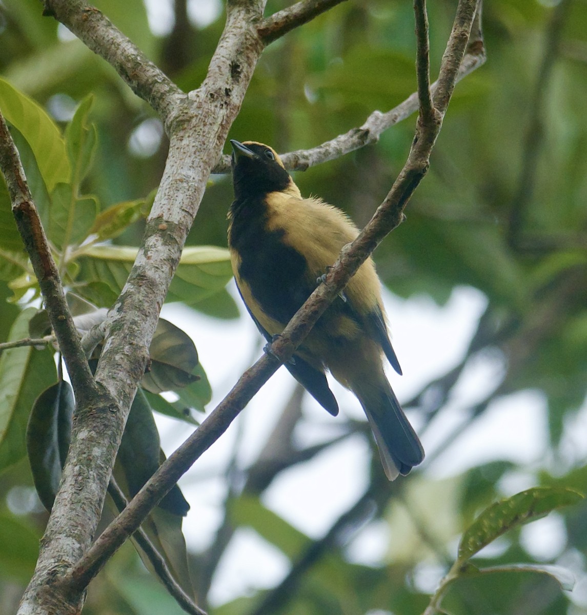 Burnished-buff Tanager (Stripe-bellied) - Yve Morrell