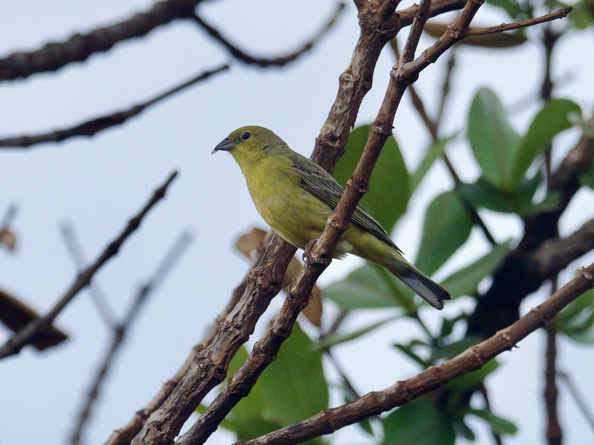 Stripe-tailed Yellow-Finch - ML614564152