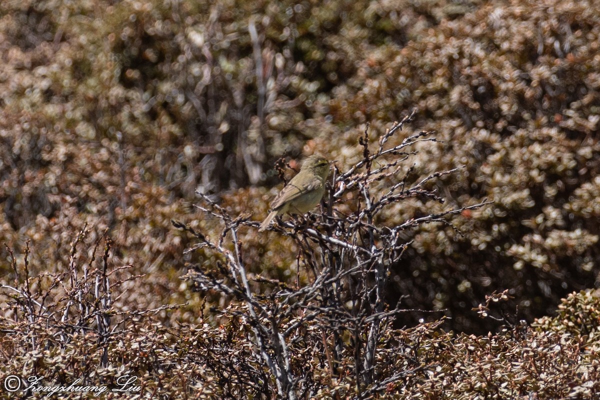 Tickell's Leaf Warbler (Alpine) - ML614564291