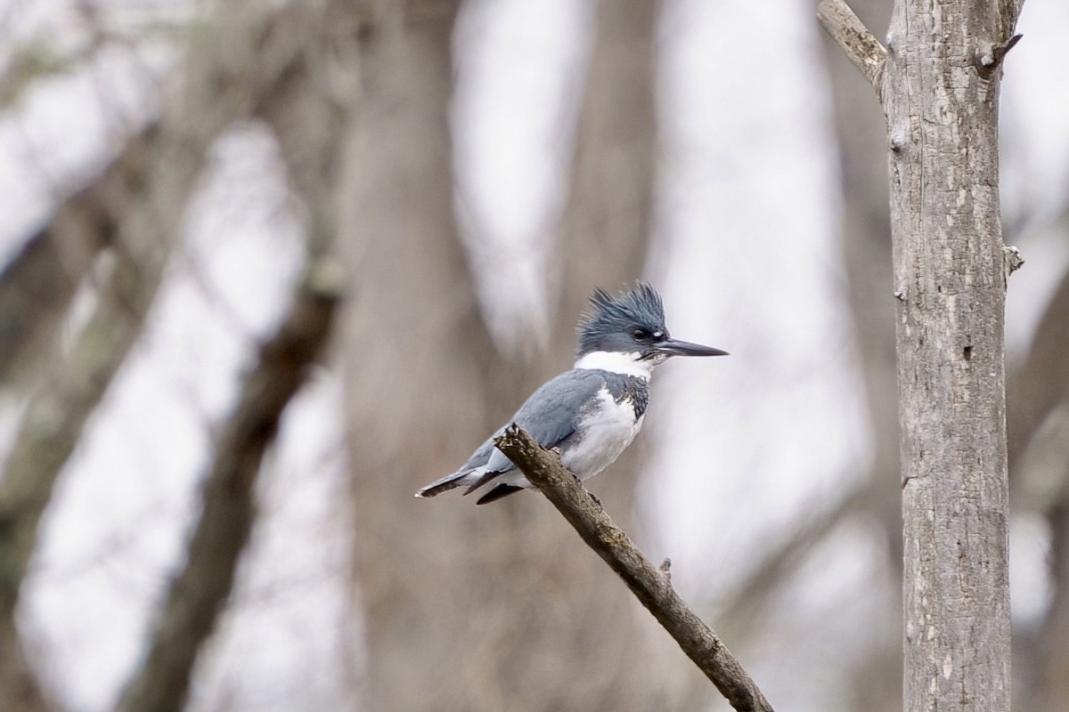 Belted Kingfisher - ML614564625