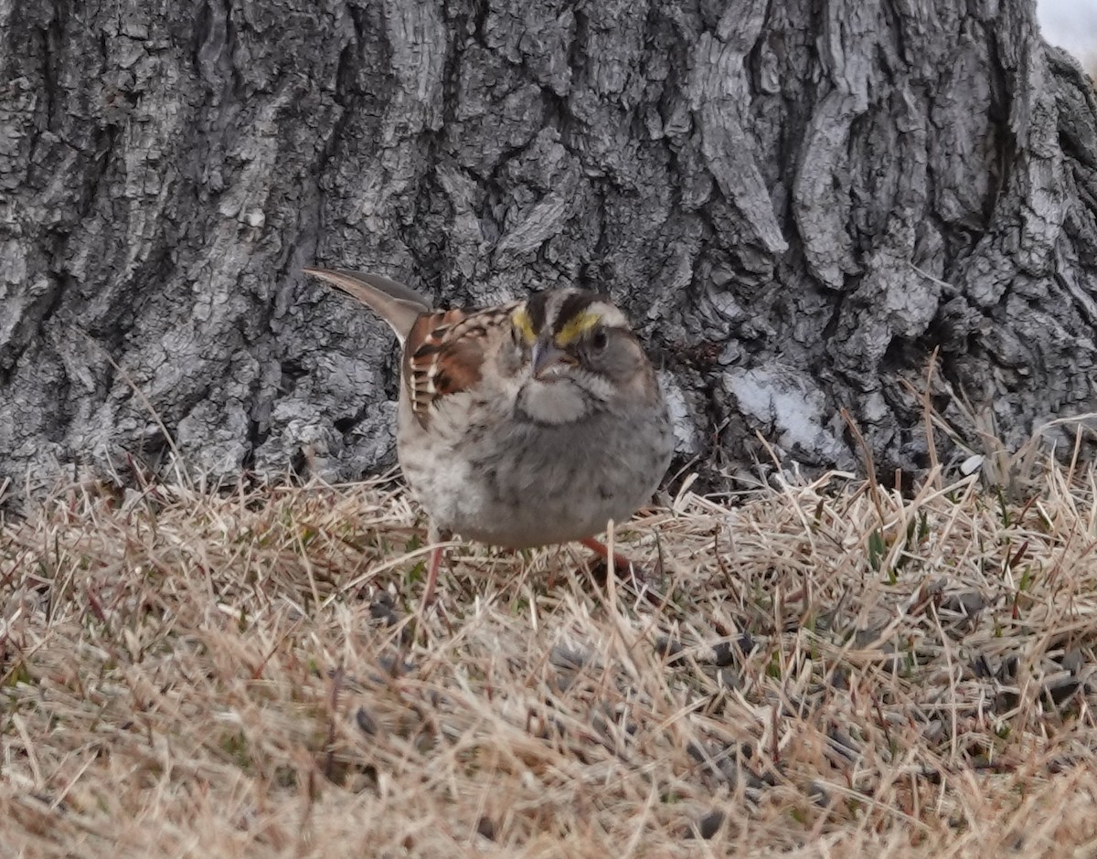 eBird Checklist 8 Feb 2024 CarsonTahoe Medical Campus 16 species