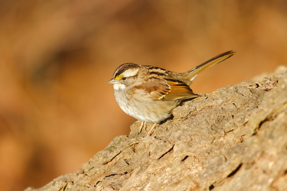 White-throated Sparrow - Sky Kardell