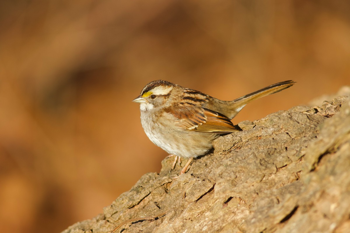 White-throated Sparrow - ML614564692