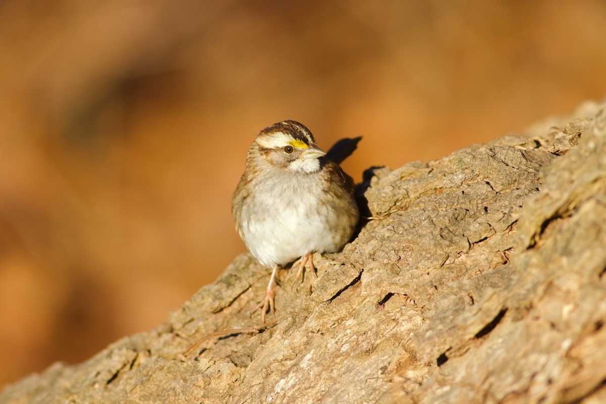 White-throated Sparrow - ML614564693