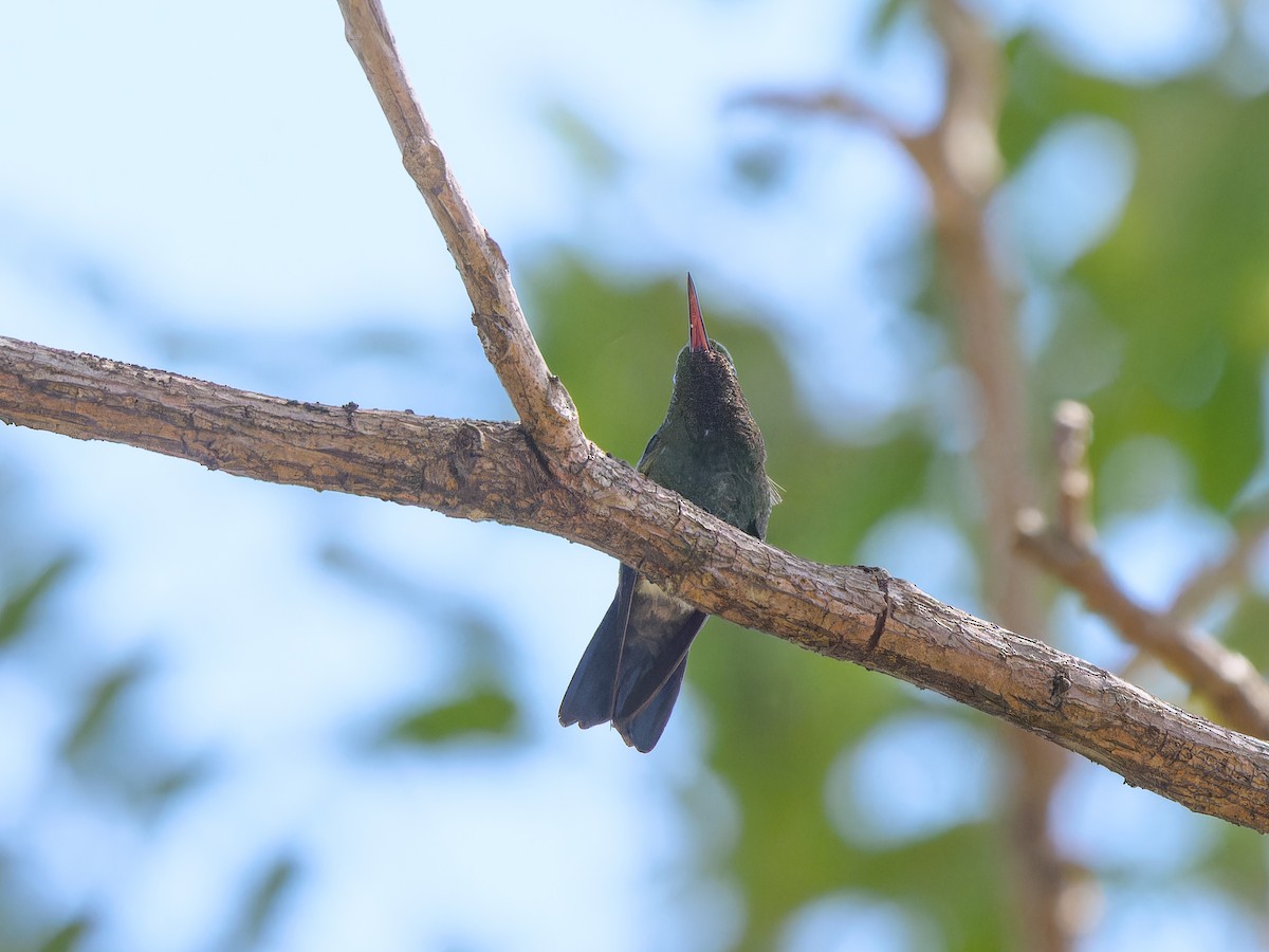 Blue-vented Hummingbird - ML614564725