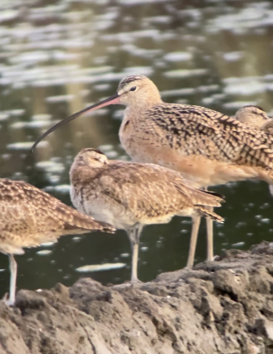 Long-billed Curlew - ML614564738