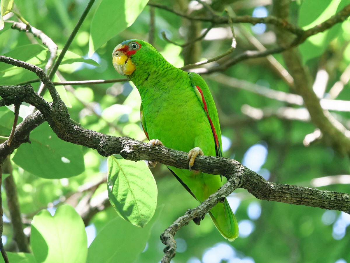 White-fronted Parrot - Carl Bendorf