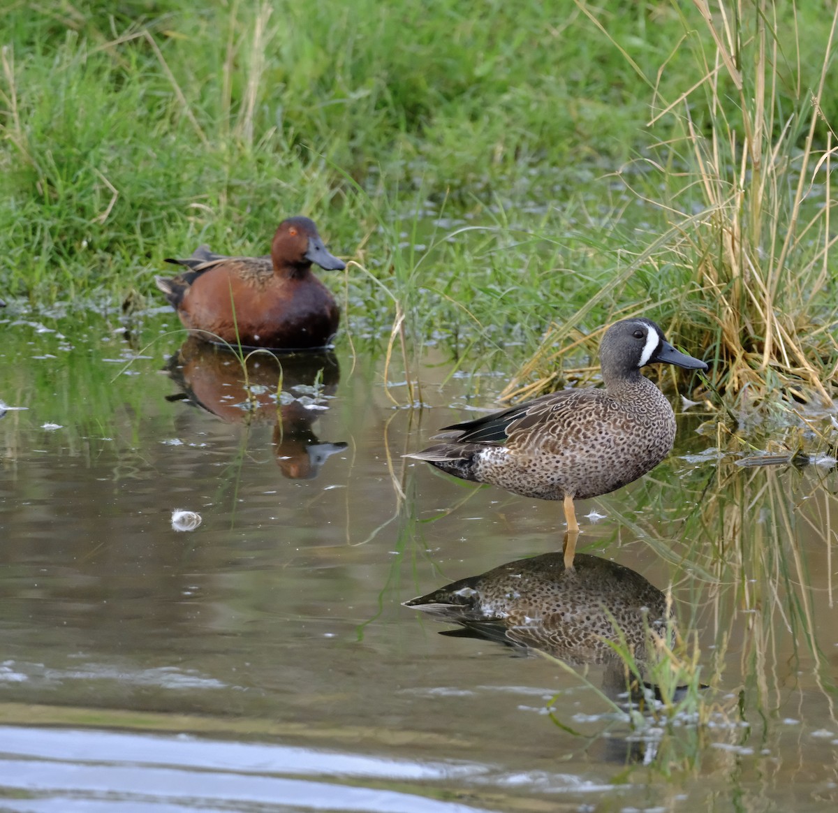 Blue-winged Teal - ML614564843