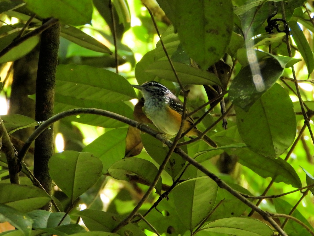 Guianan Warbling-Antbird - ML614564997