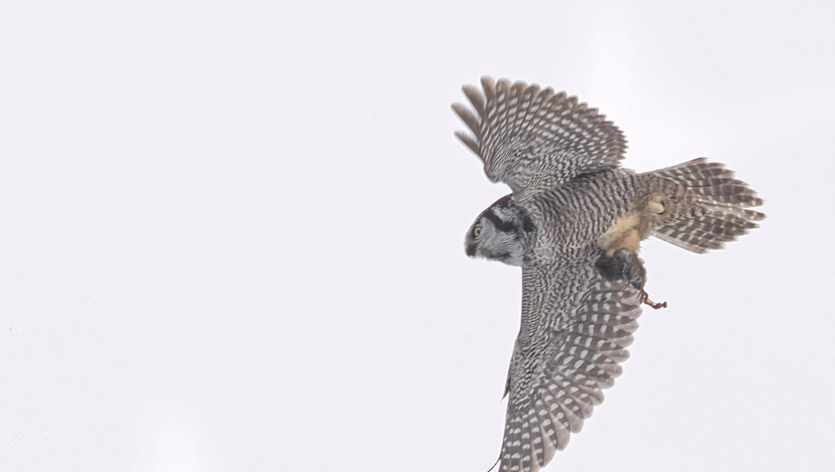 Northern Hawk Owl - ML614565146