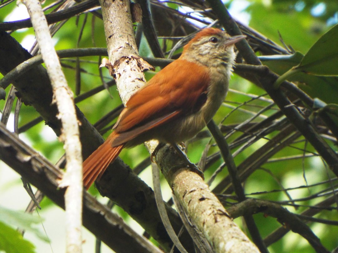 Rusty-backed Spinetail - ML614565157