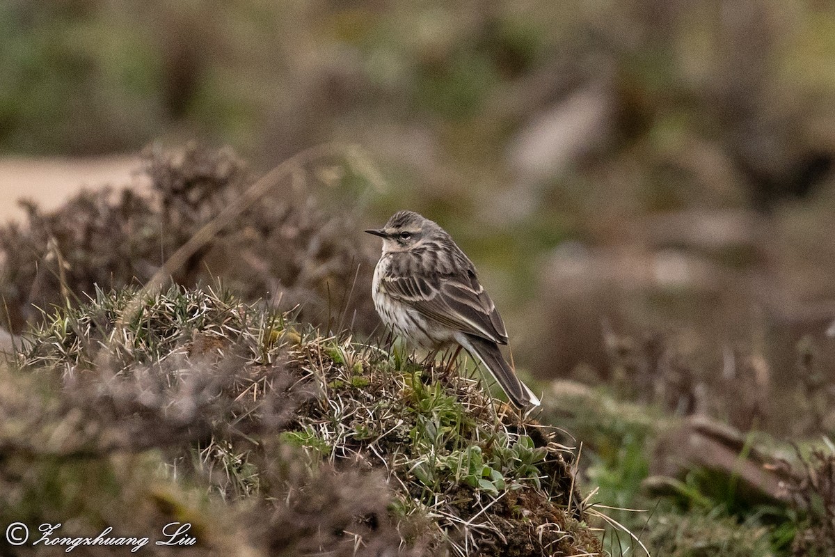 Rosy Pipit - ML614565372