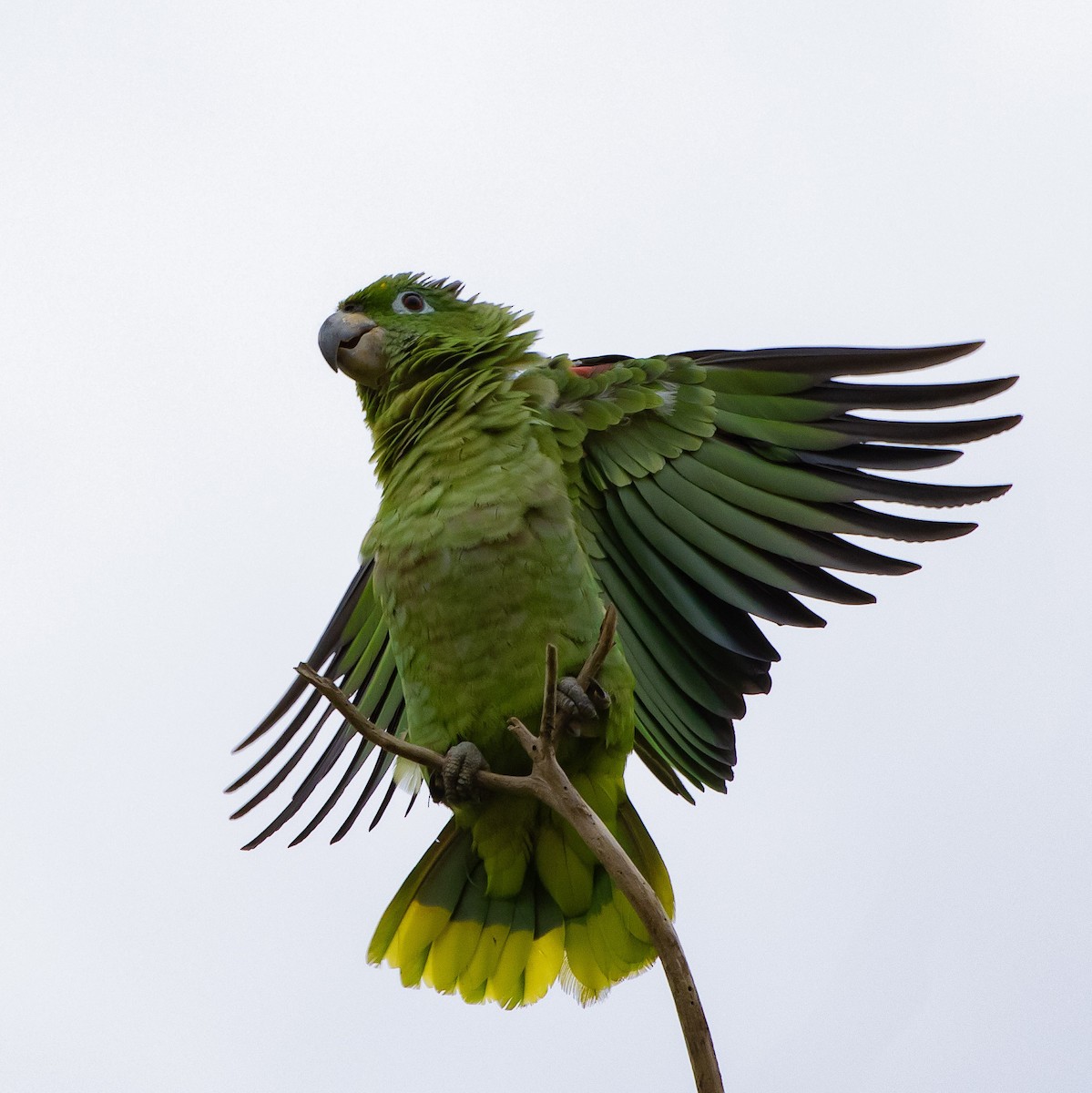 Red-browed Parrot - Lucas  Aosf