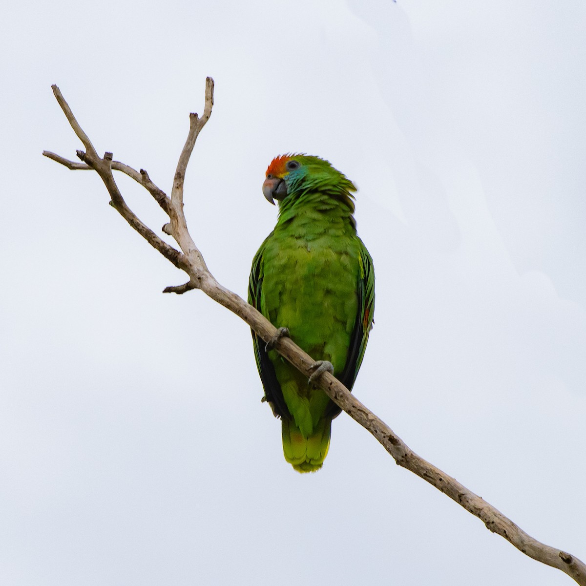 Red-browed Parrot - ML614565507