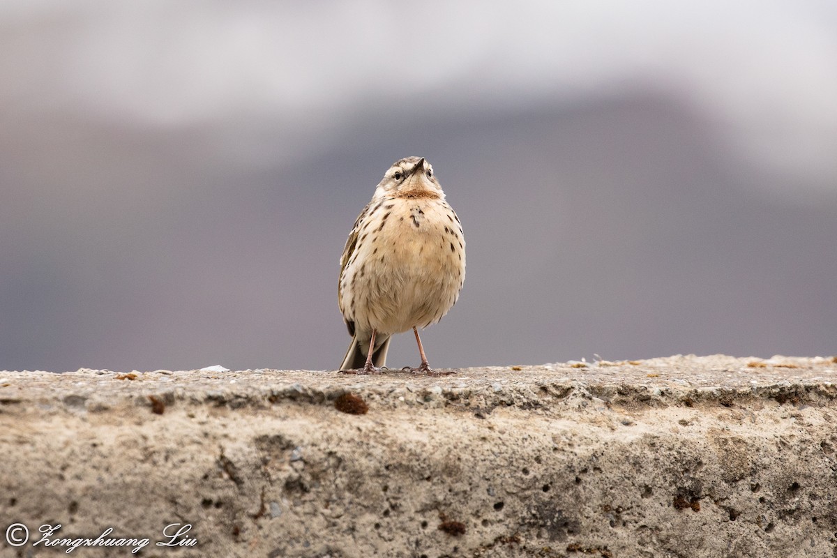 Rosy Pipit - ML614565526