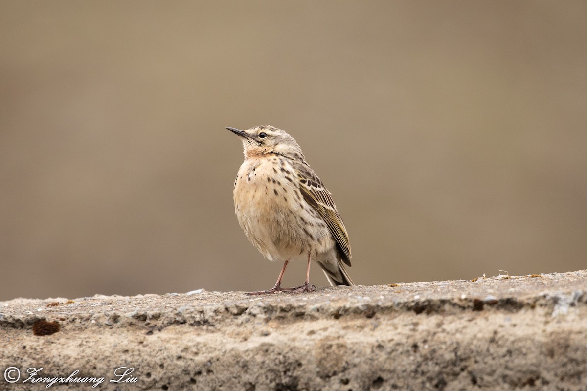 Rosy Pipit - ML614565527