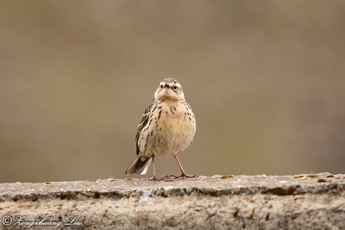 Rosy Pipit - ML614565528