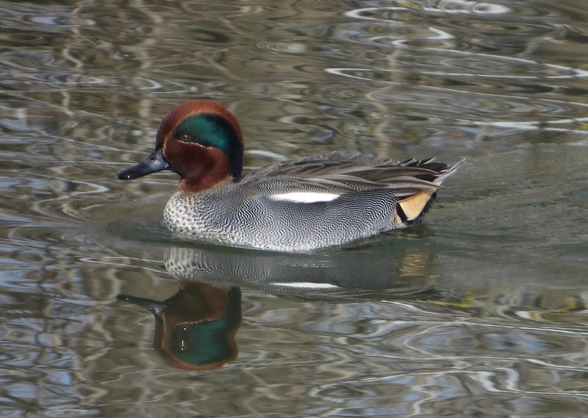 Green-winged Teal - ML614565719