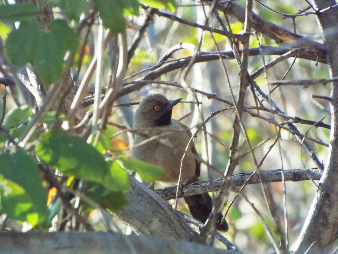 Red-shouldered Spinetail - ML614565784