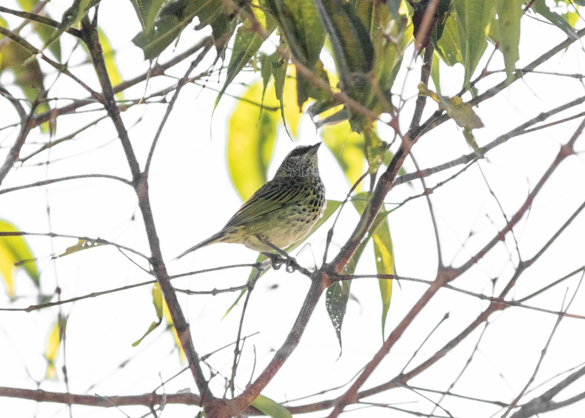 Spotted Tanager - ML614565937
