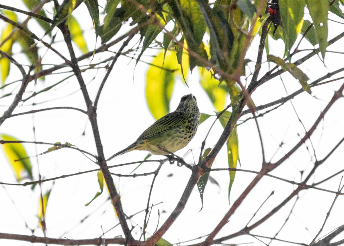 Spotted Tanager - Silvia Faustino Linhares