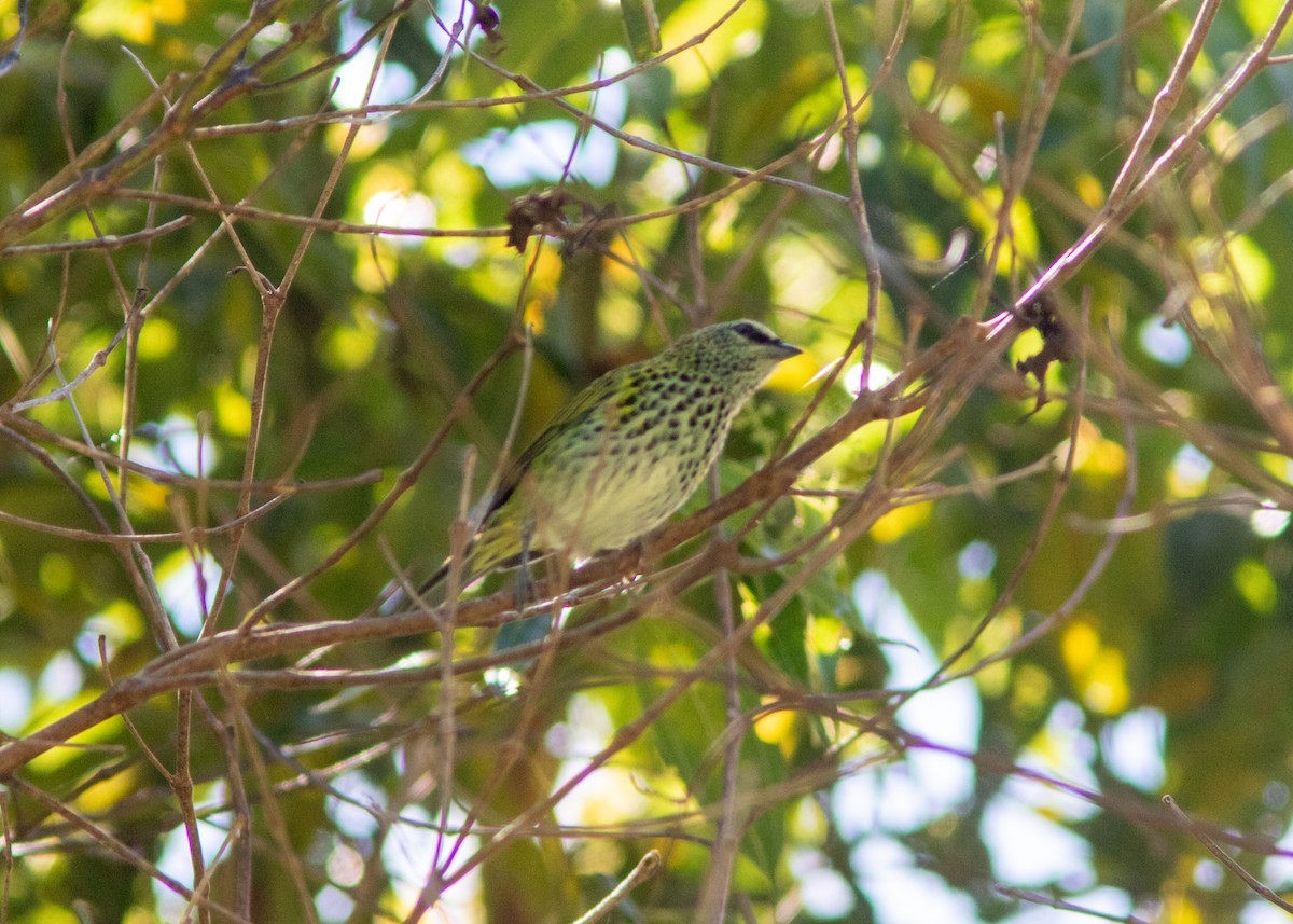 Spotted Tanager - ML614565939