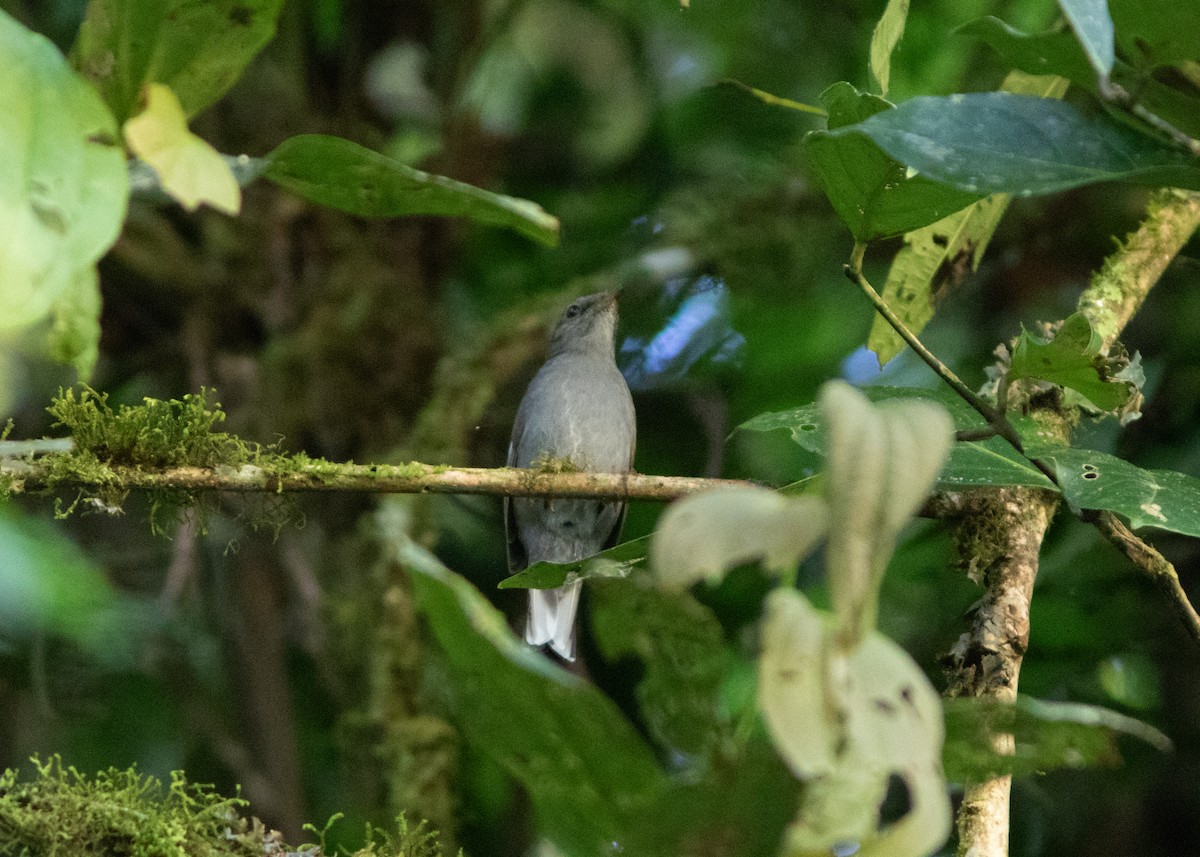 Andean Solitaire - Silvia Faustino Linhares