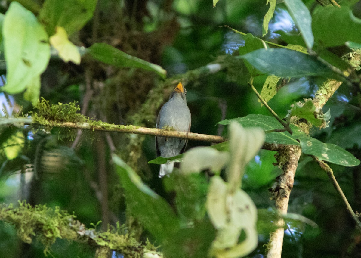 Andean Solitaire - Silvia Faustino Linhares