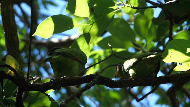 White-fronted Parrot - ML614566025