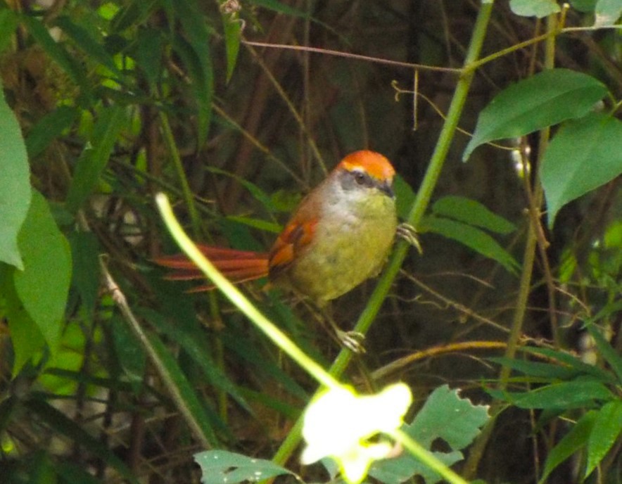 Rufous-capped Spinetail - ML614566054
