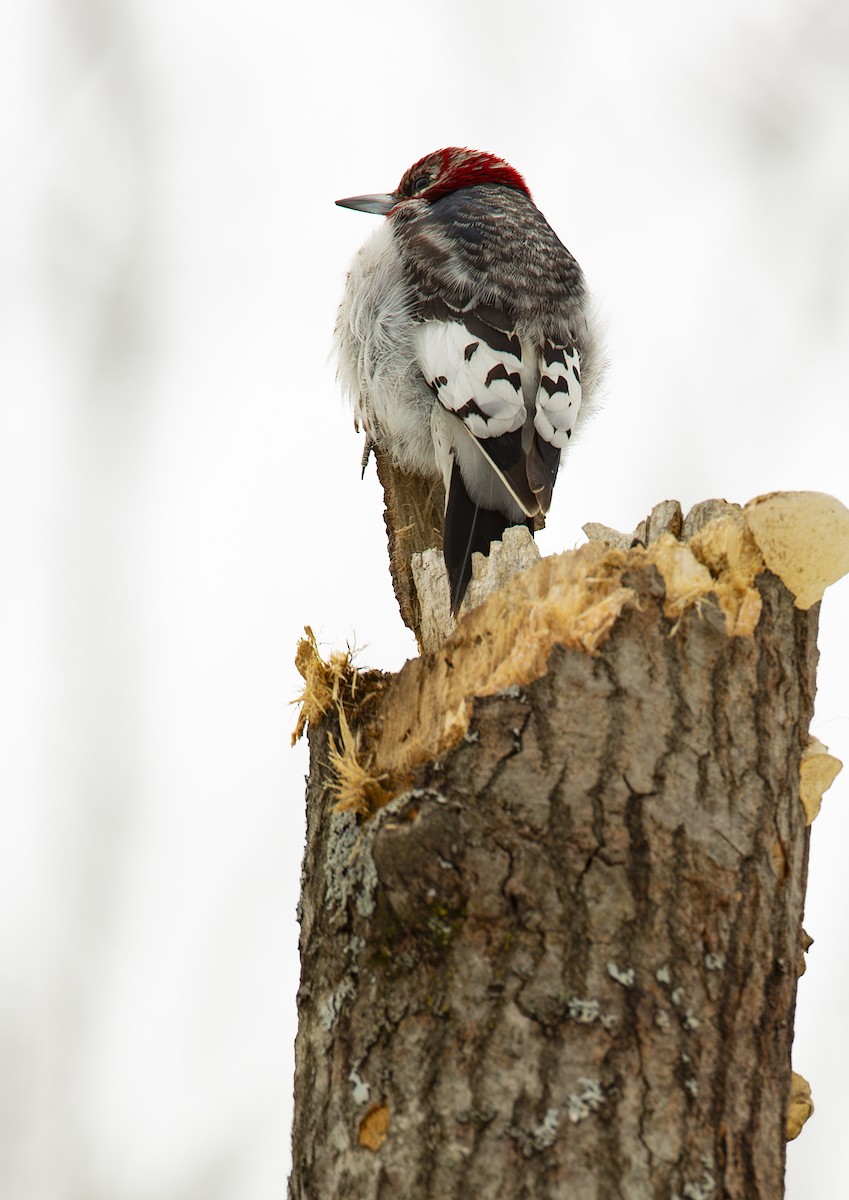 Red-headed Woodpecker - ML614566354