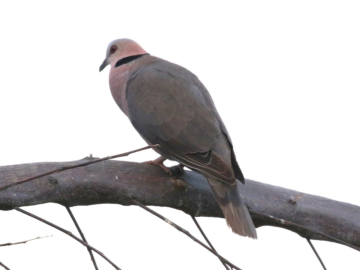 Red-eyed Dove - ML614566424