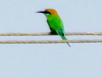 Asian Green Bee-eater - ML614566794