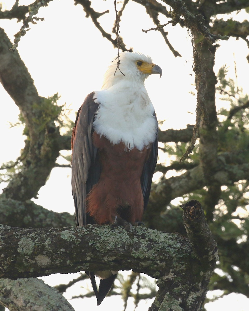 African Fish-Eagle - ML614566840