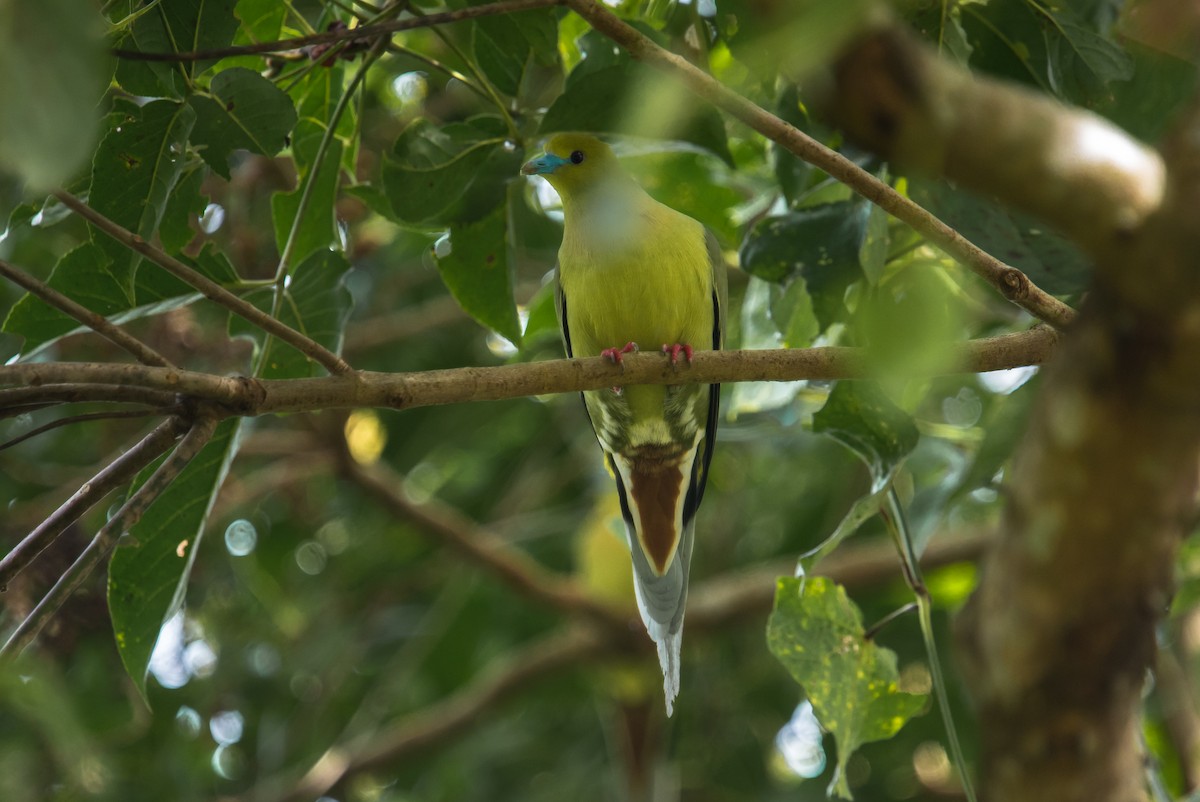 Pin-tailed Green-Pigeon - ML614566946