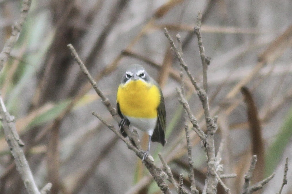 Yellow-breasted Chat - ML614567181