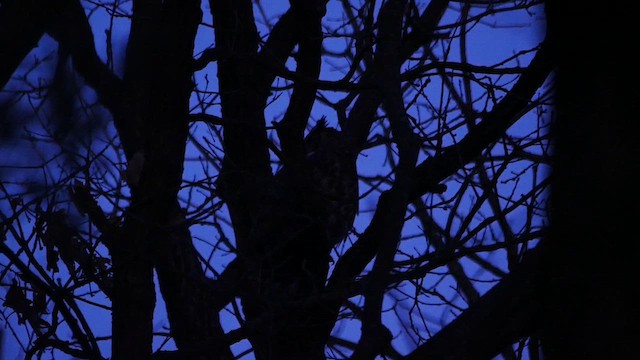Great Horned Owl - ML614567308