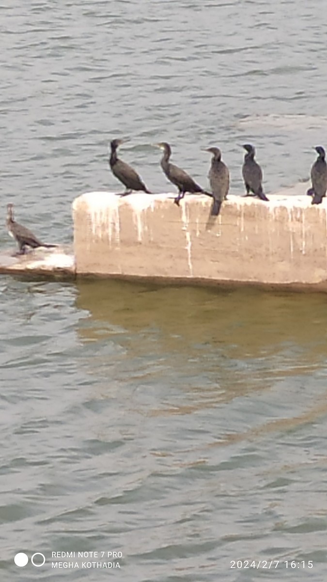 Great Cormorant - Megha Kothadia