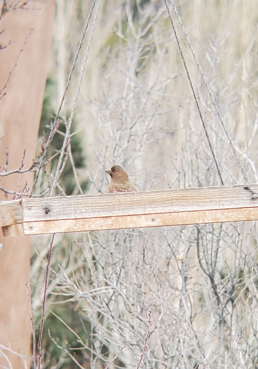 Brown-capped Rosy-Finch - ML614567559
