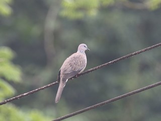 Spotted Dove (Eastern), ML614567716