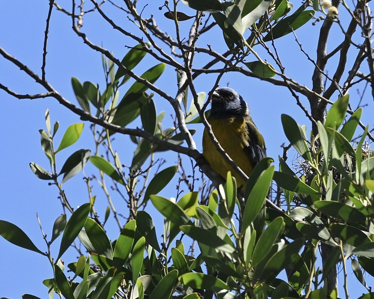 Blue-and-yellow Tanager (Green-mantled) - ML614567766