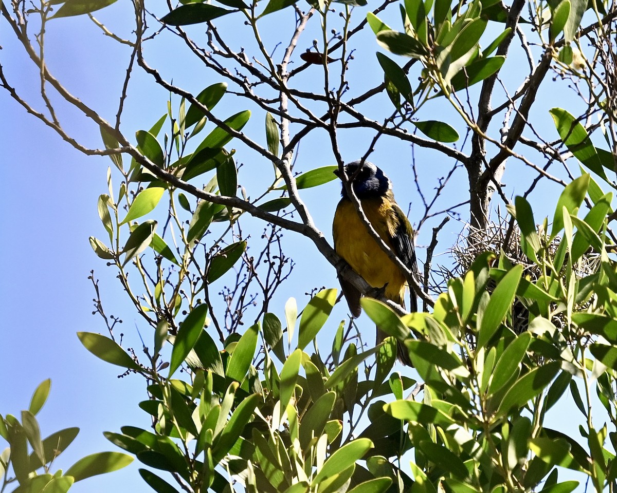 Blue-and-yellow Tanager (Green-mantled) - ML614567767